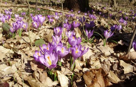 Шафран Гейфеля Королівка Ліс довкола п.Оптимісмтична 2011.03.24  ф.ППМ