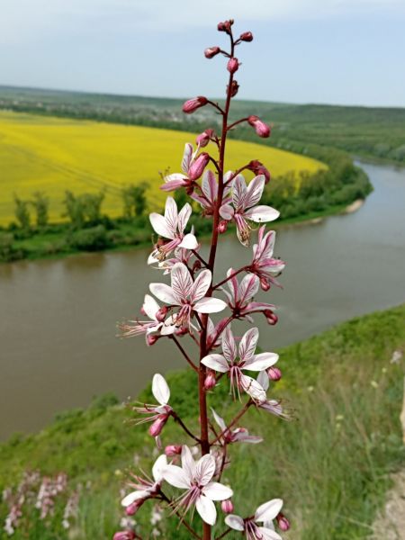 Ясенець білий