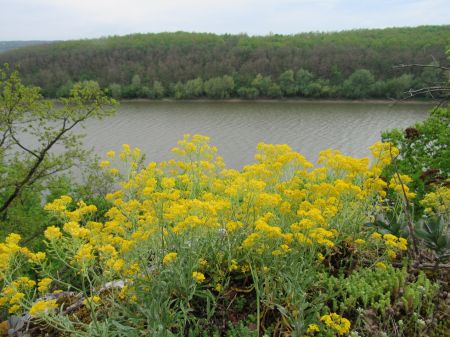 Цвіте авринія скельна