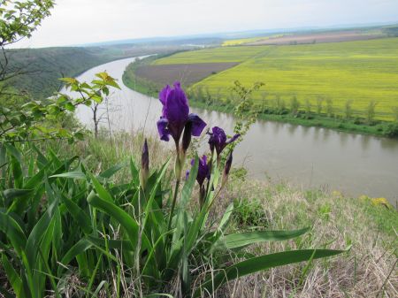 Півники угорські на схилі Дністра біля Колодрібки