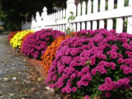 b_450_0_16777215_00_images_2022_12_gardening-fall-garden-mums-9-1024x768.jpg