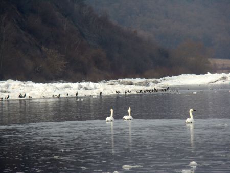 Регулярні скупчення водоплавних птахів поблизу гирла р. Серет