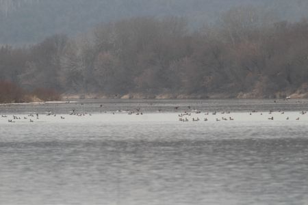 Скупчення водоплавних птахів в урочищі Криве