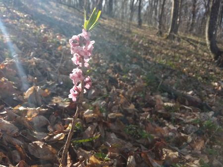 Вовчі ягоди звичайні