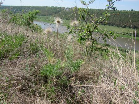 Дозрівання плодів у сону великого