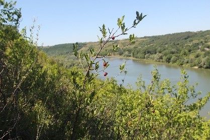 Плодоносить вишня степова