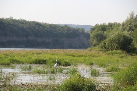 Чепура на мілководді у пошуках їжі