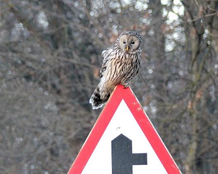 Сова довгохвоста  Ворвулинці 2015.01.17 фото О. Вікирчака