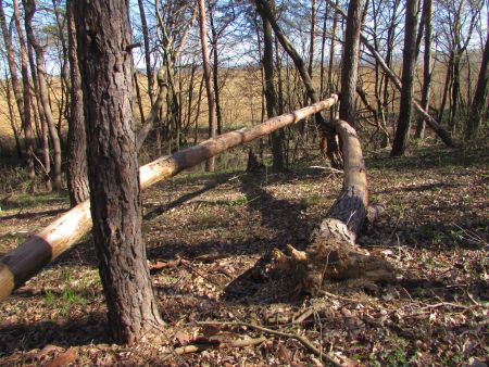 Випадання сосни звичайної Pinus sylvestris