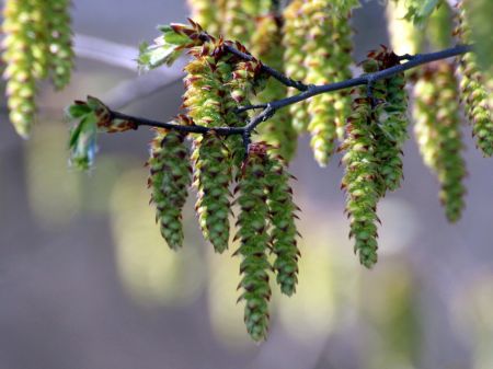 Цвітіння граба(Carpinus)