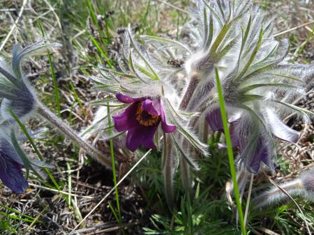 Сон лучний (Pulsatilla pratensis)