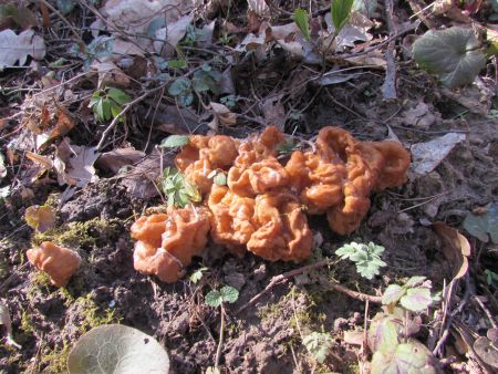 Масове зростання строчок пучковий (Gyromitra fastigiata)