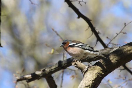 Зя́блик звичайний (Fringilla coelebs)