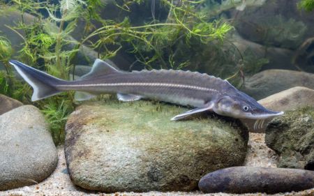 Стерлядь прісноводна – Acipenser ruthenus Linnaeus – належить до категорії цінних промислових риб, характеризується високими гастрономічними якостями
