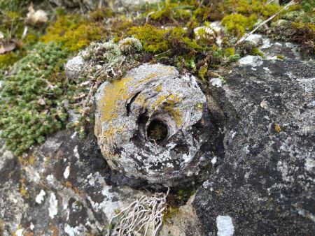 Скам'янілість головоногого молюска на вапняковій скелі