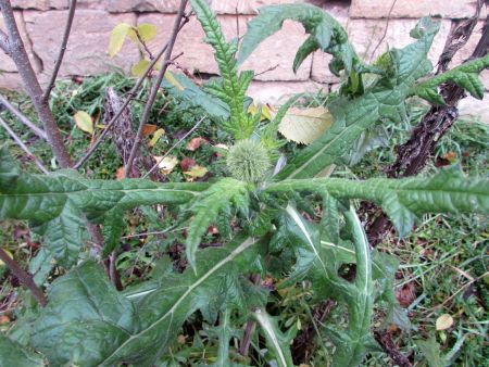 Зацвів повторно головатень круглоголовий (Echinops sphaerocephalus)