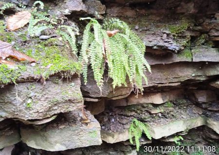 Аспленій волосовидний (Asplenium trichomanes)